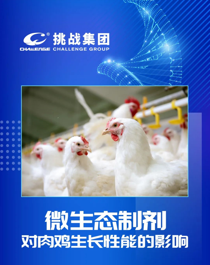 AG九游会技术｜微生态制剂对肉鸡生长性能的影响